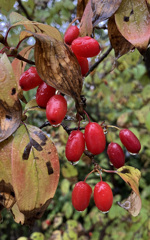 山茱萸（さんしゅゆ）の赤い実
