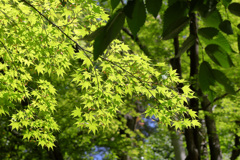 新緑の青紅葉