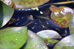 むっ蒸しし、ムッ蒸しし、蒸し暑い