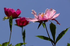 青空に芍薬