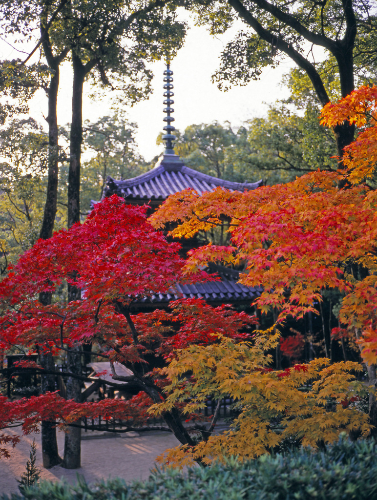 紅葉先取りⅤ
