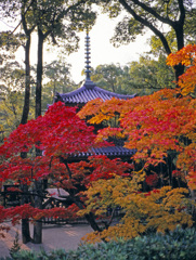 紅葉先取りⅤ
