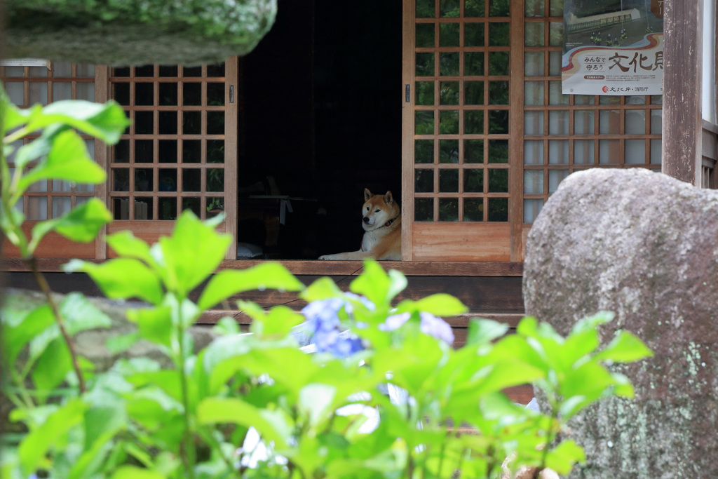 寺務所でまったりと