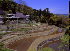 能勢長谷の棚田 (3)