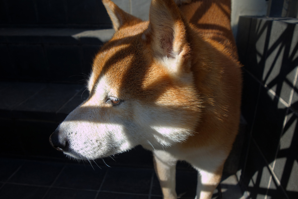 冬の日差し