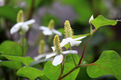 季節の花ドクダミ