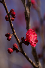 紅梅開花一輪