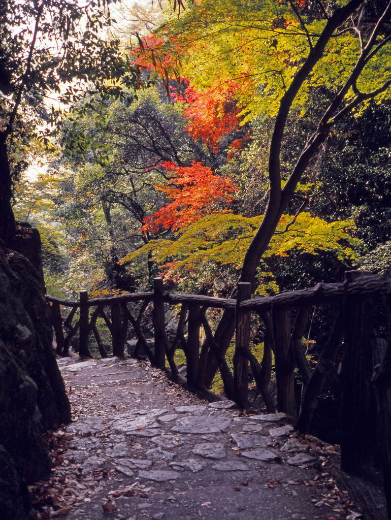 紅葉先取りⅤ