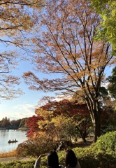 国営昭和記念公園の紅葉