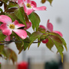 赤花ハナミズキ