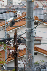 春・燕と入れ替わりに