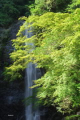 箕面滝の青紅葉