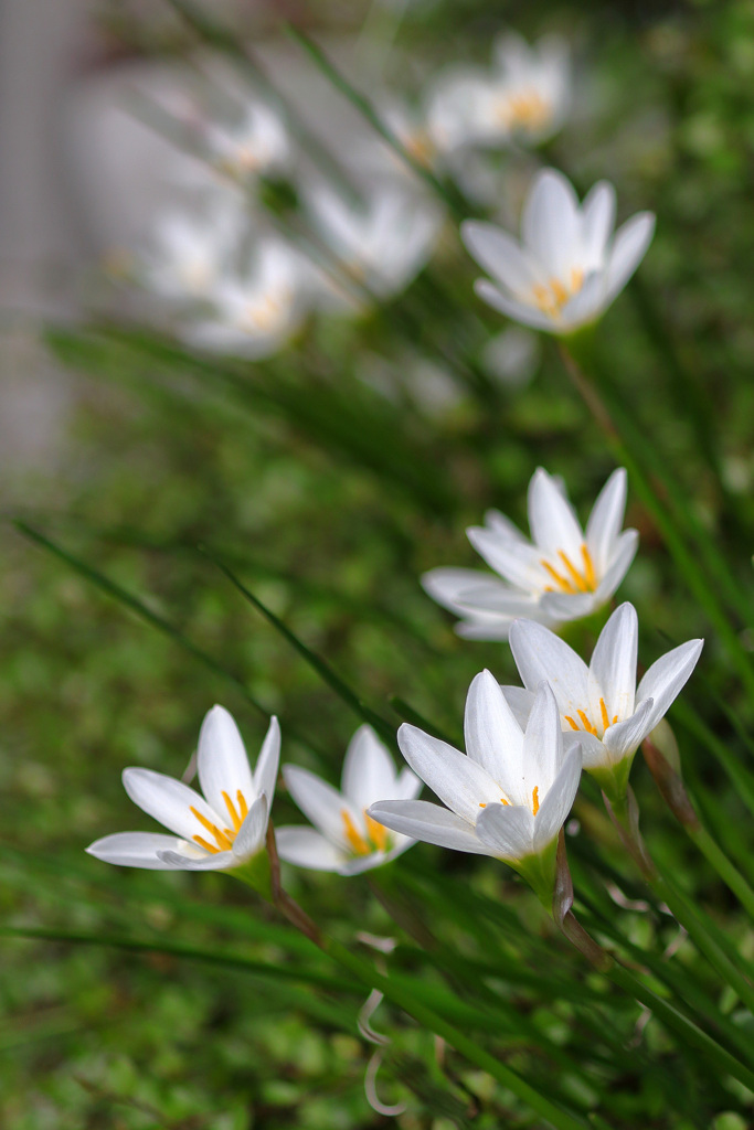 玉簾（たますだれ）