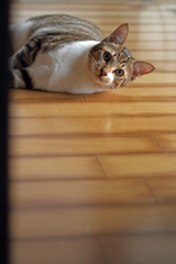 にゃん・にゃん(=^_^=)