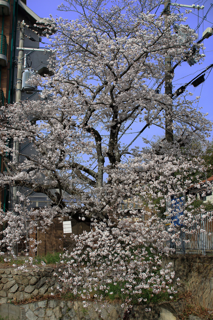 荒堀川の桜全景