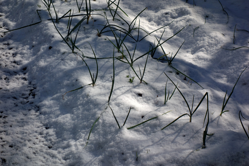 雪の朝