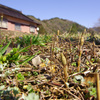 春を探しに「土筆」