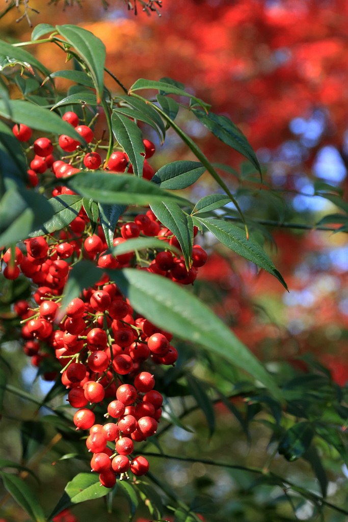 南天と紅葉