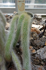 温室の植物