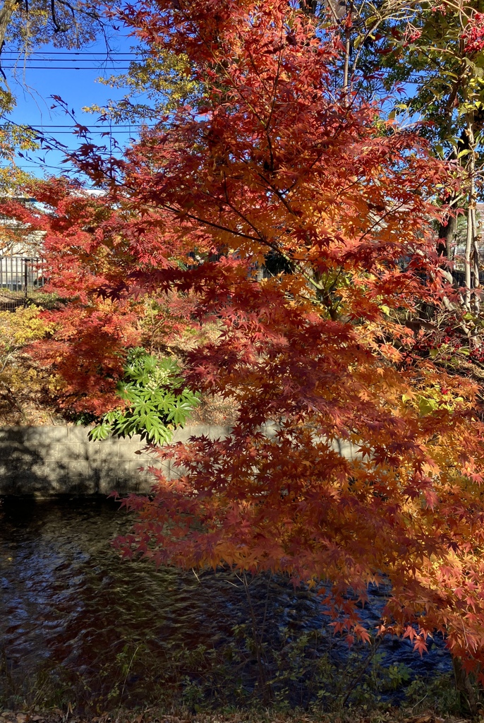 玉川上水の紅葉