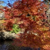 玉川上水の紅葉
