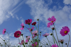 初秋の空と秋桜