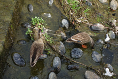 春の小川はさらさら