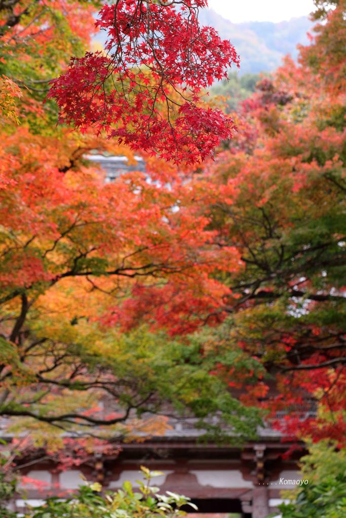 久安寺の紅彩