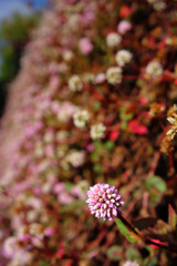 再びのヒメツルソバ