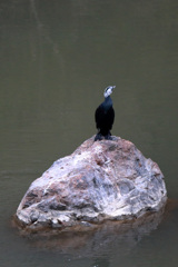 猪名川のカワウ