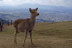 若草山の鹿さん