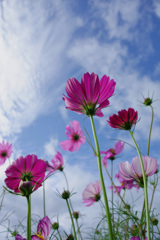 初秋の空と秋桜