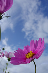 初秋の空と秋桜