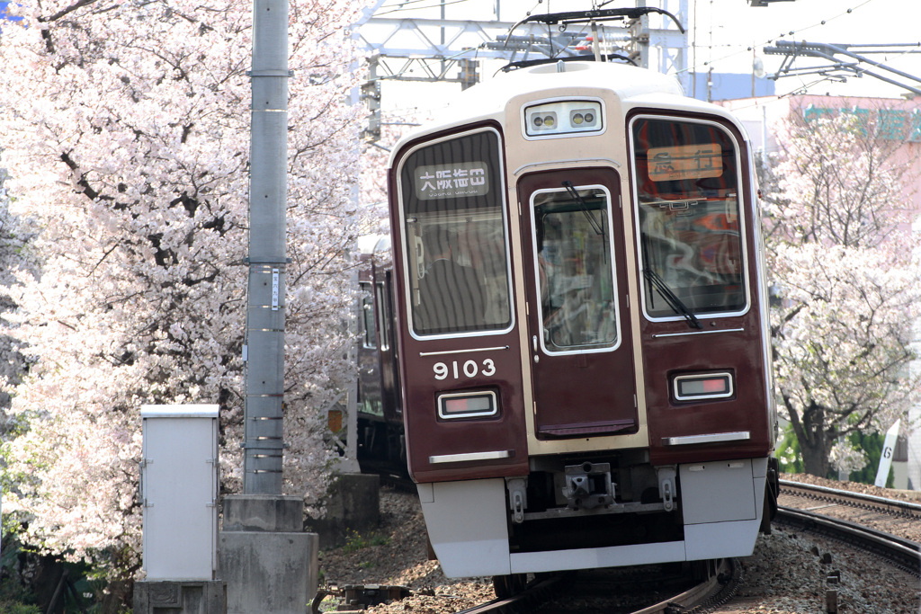 桜電車