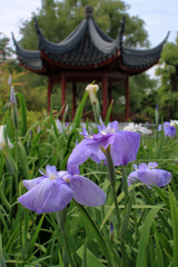 花菖蒲