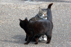 目の上のシッポ