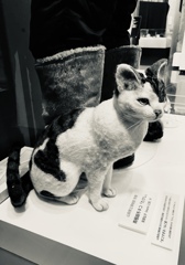 越冬猫「たけし」