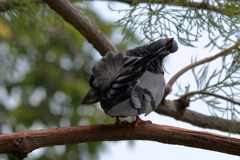 鳩の毛繕い