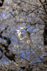 吉祥寺の桜