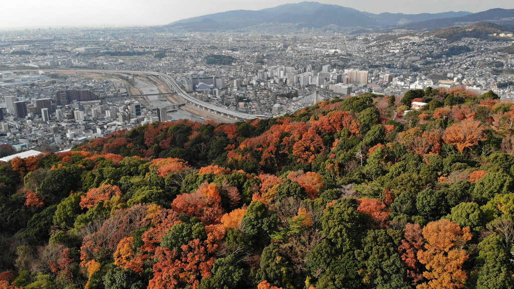 紅葉先取りⅣ