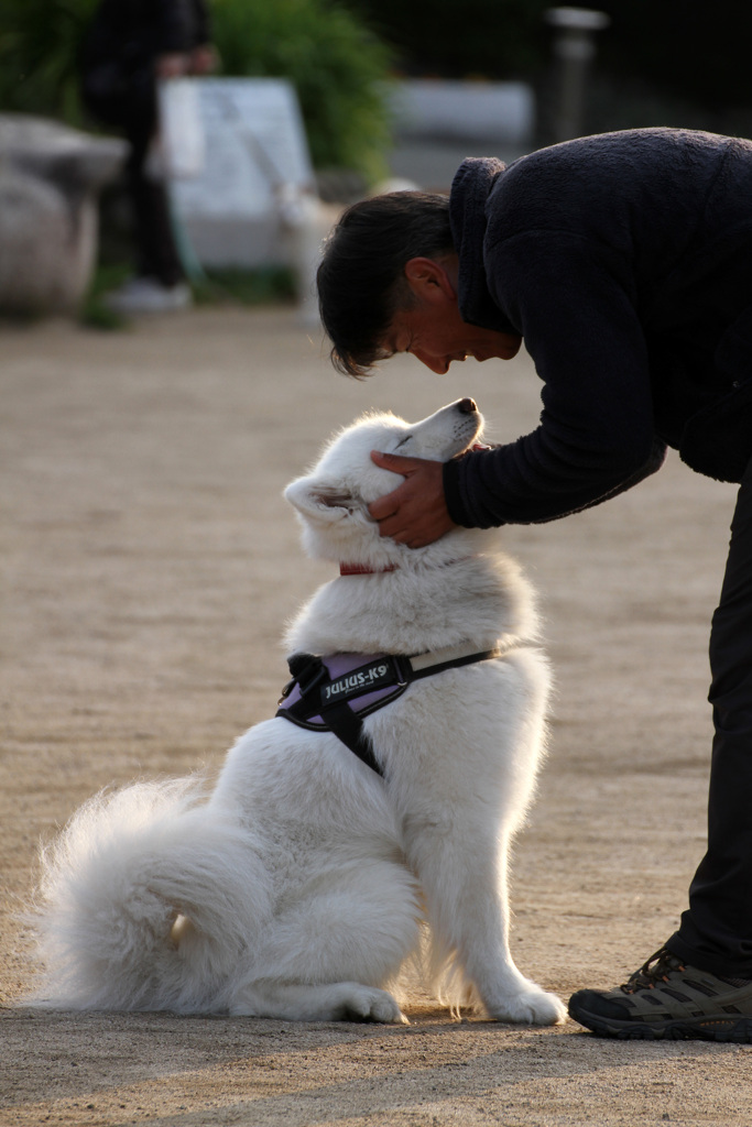 犬と人との理想の関係性