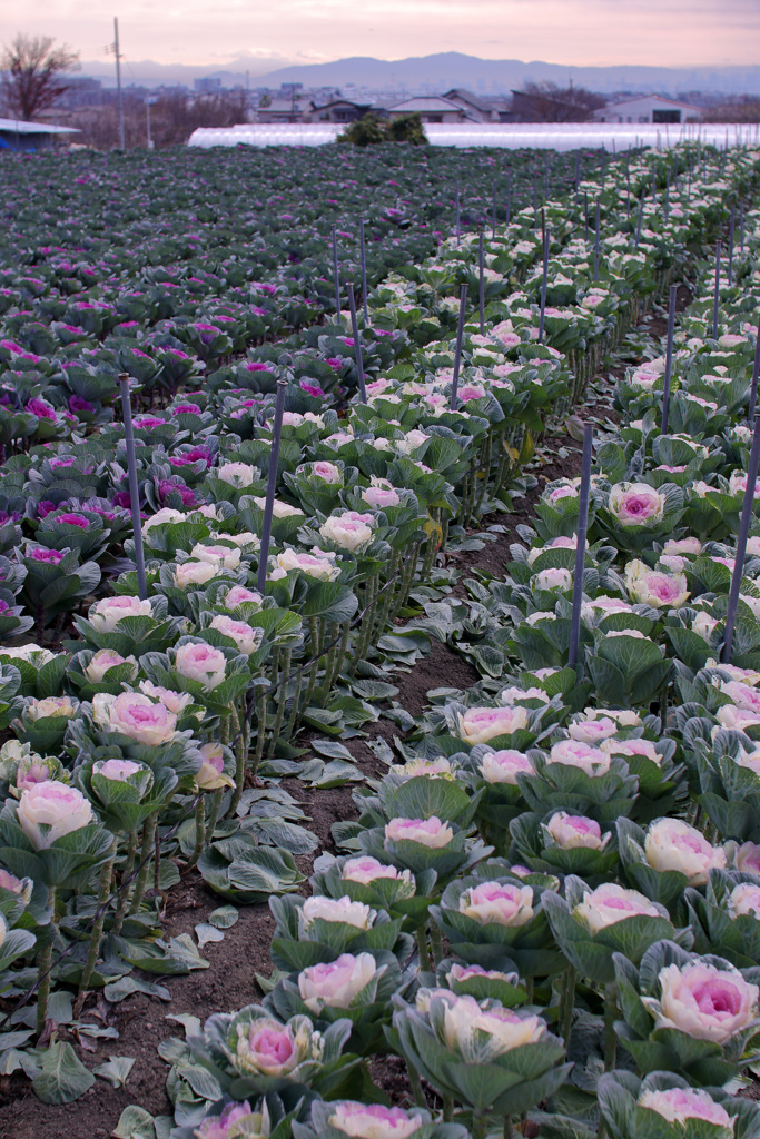 出荷待ちの葉牡丹畑