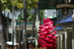 Ka Moana Luauの近く