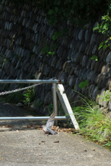 暑さ対策「山鳩」