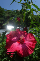 温室とアメリカ芙蓉