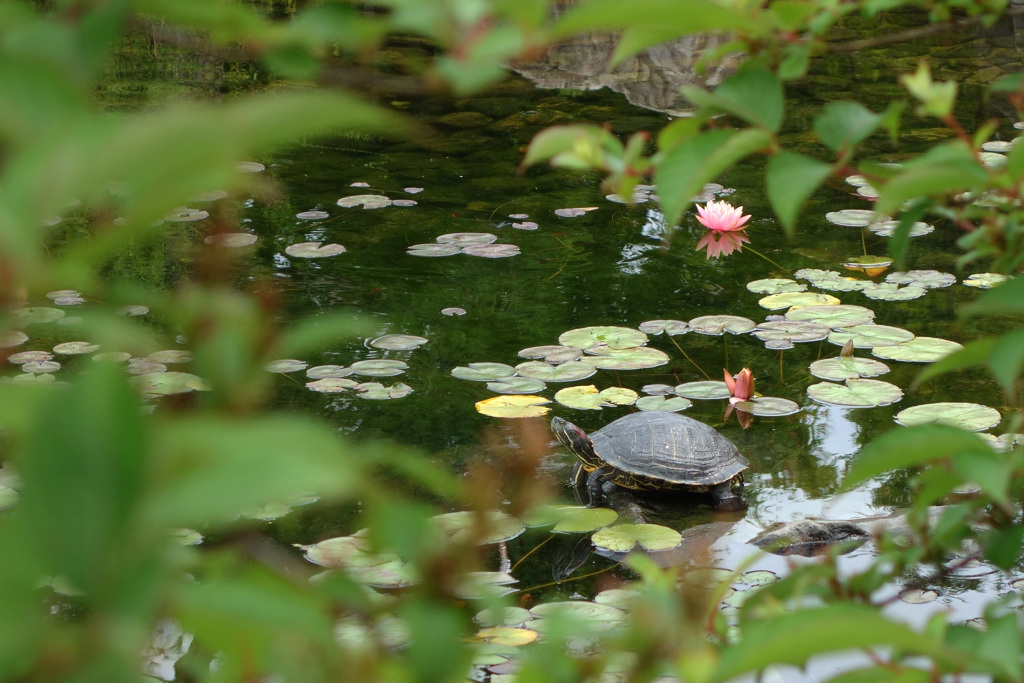 初夏の陽気