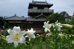 池田城跡公園の百合