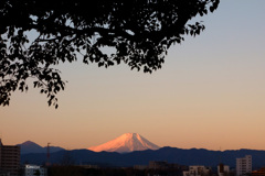 立川から見る朝富士