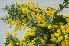 世界女性デーの花「ミモザ」