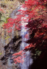 紅葉の箕面滝